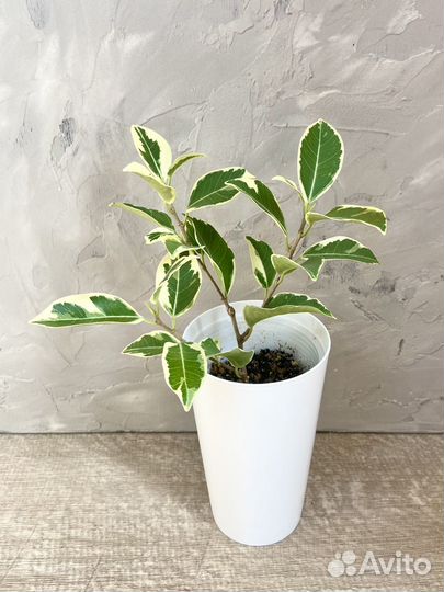 Фикусы сортовые