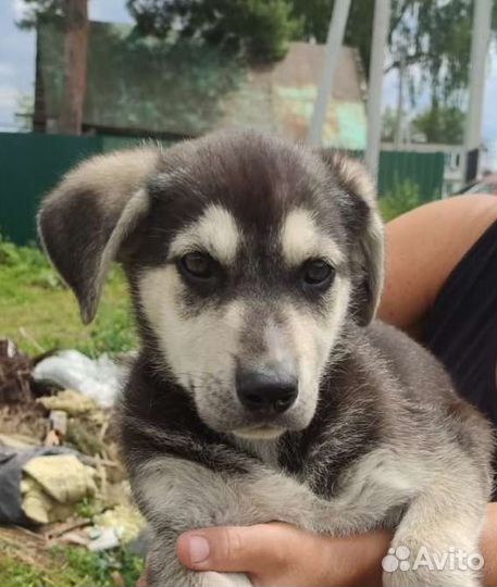 Собаки щенки