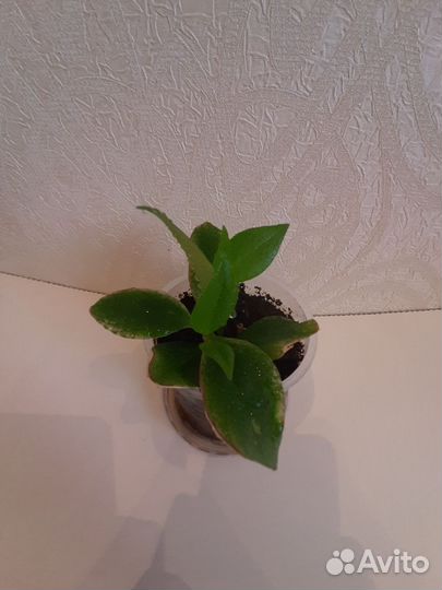 Эсхинантус