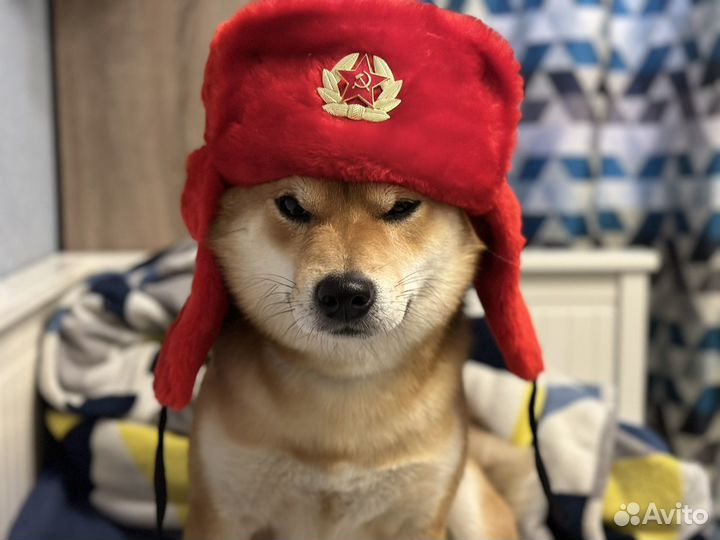 Сиба ину кобель вязка