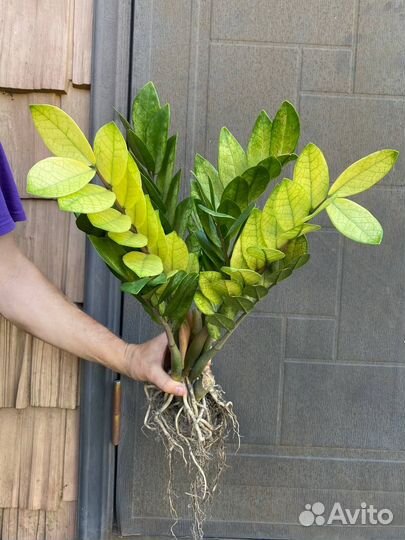 Замиокулькас акебоно