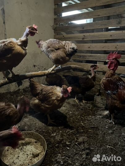 Инкубационное яйцо голошейки