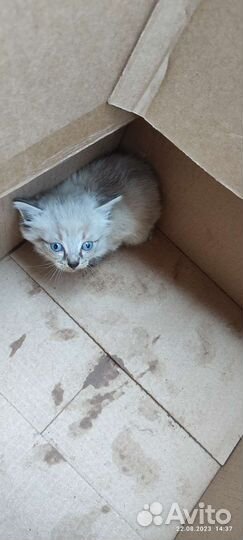 Котёнок вроде мальчик