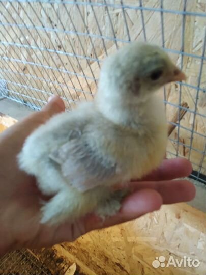 Цыплята Брама Изабелла