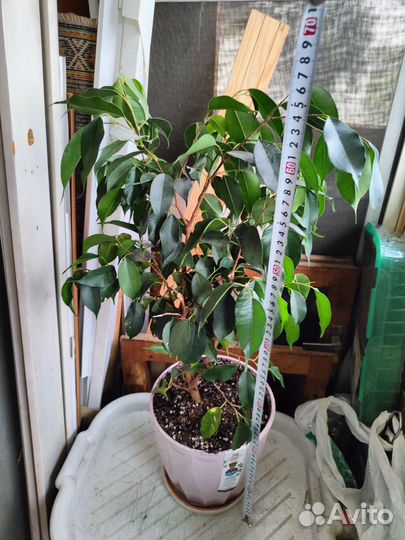 Фикус бенджамина