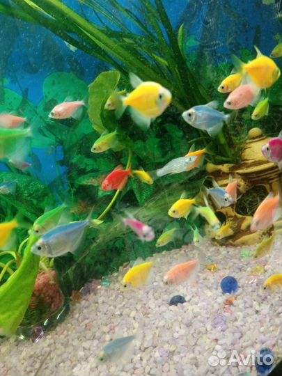 Аквариумные рыбки