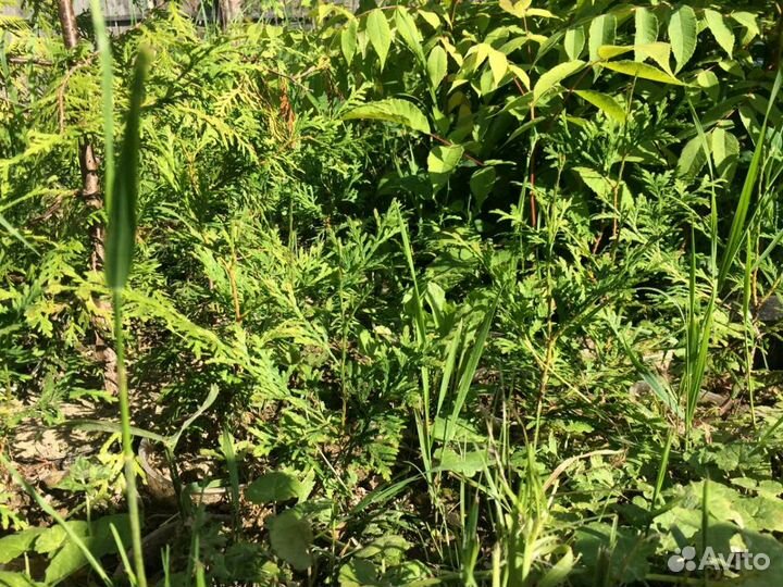 Кедр, туя, бархат, орех и др. Саженцы