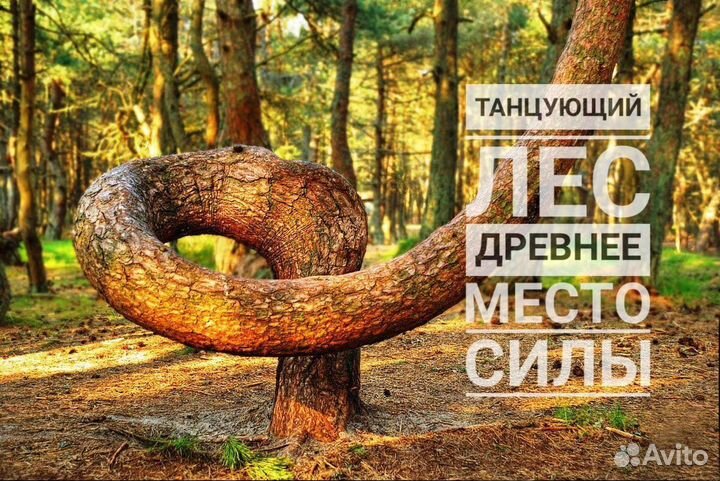 Тур Калининград - Куршская коса. Тайн дюн