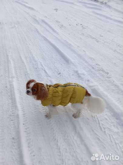 Кавалер кинг чарльз спаниель девочка