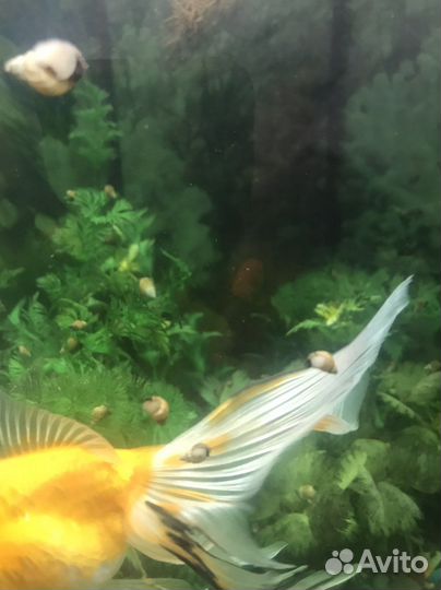 Улитки аквариумные