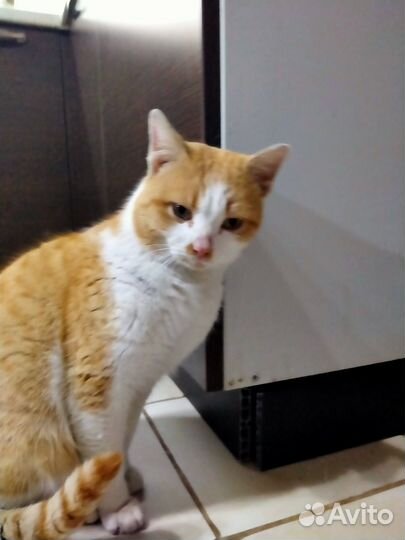 Молодой котик ищет дом