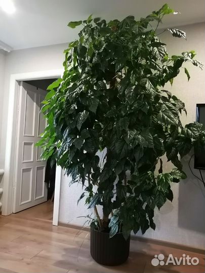 Гибискус китайская роза