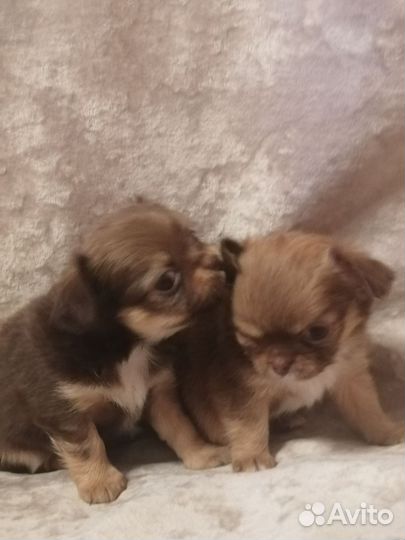 Длинношерстные девочки чишечки