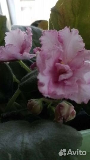 Сортовые фиалки