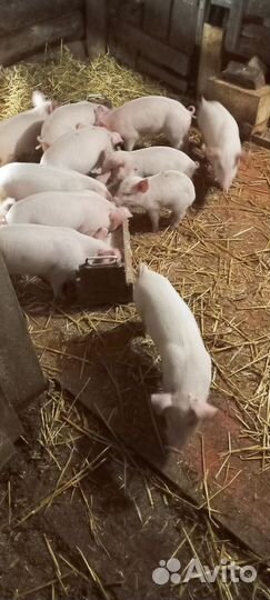 Поросята ландрас