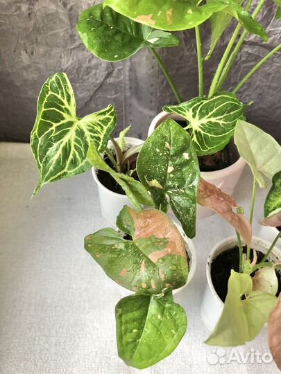 Сингониумы сортовые