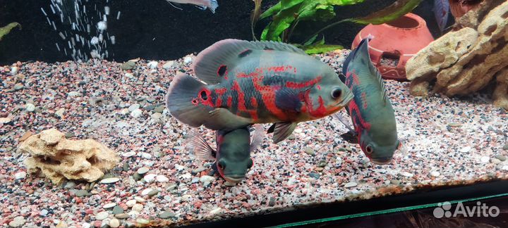 Астронотусы