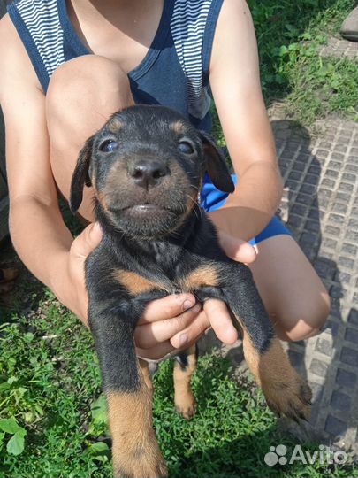 Щенки ягдтерьера