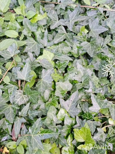 Многолетние цветы, садовые