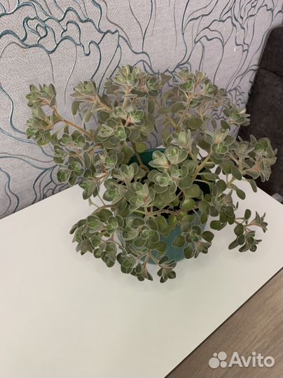 Аихризон дерево любви