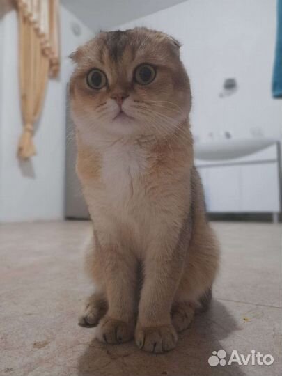 Шотландская вислоухая золотая шиншилла