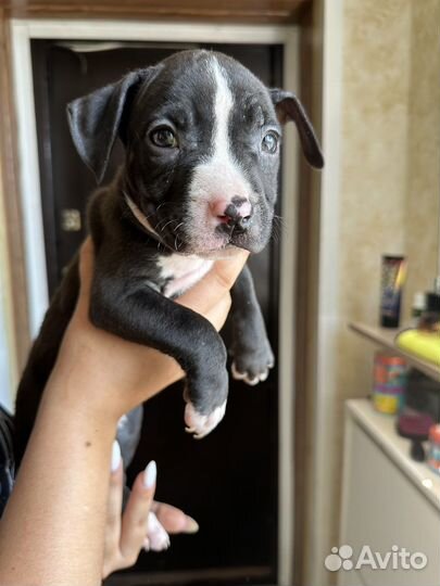 Щенки питбуля