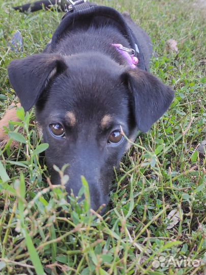 Отдам собаку в добрые руки