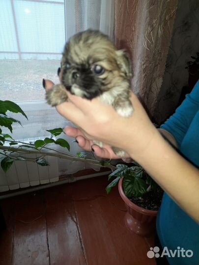 Щенки пекинеса