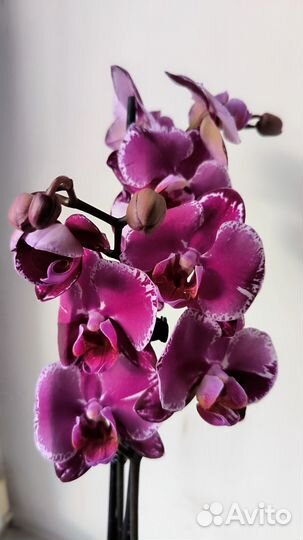Орхидеи фаленопсис сортовые цветущие