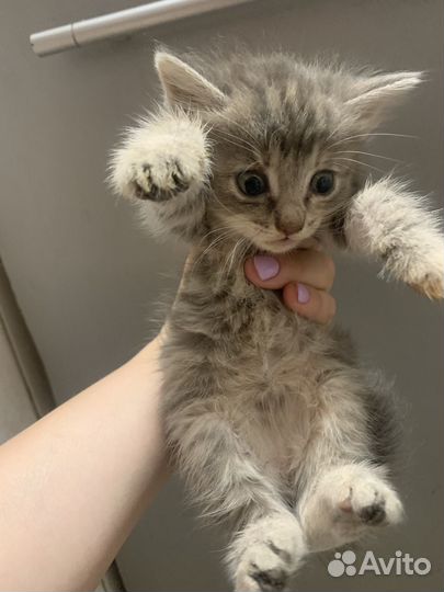 Котята продаются