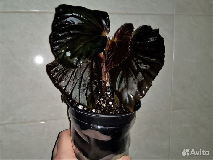 Бегония Metallic Black черная