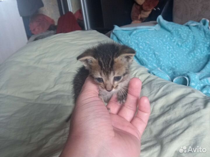 Котёнок в дар