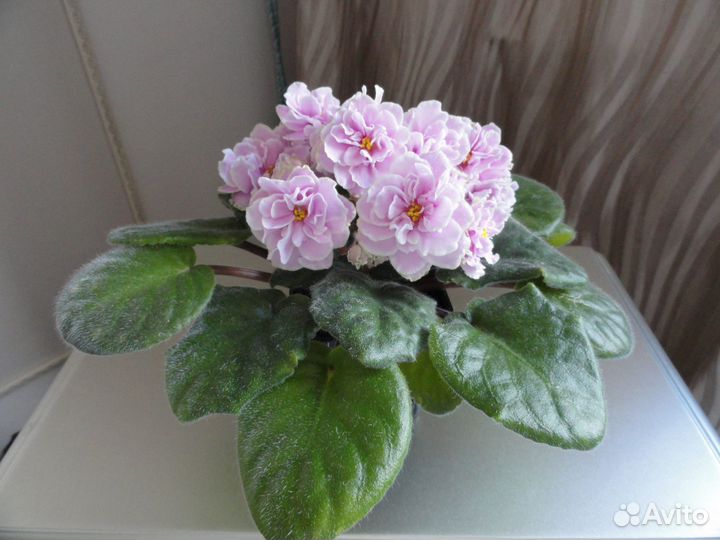 Сортовые фиалки