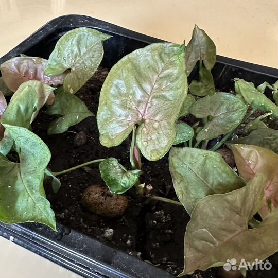 Сингониум брокант