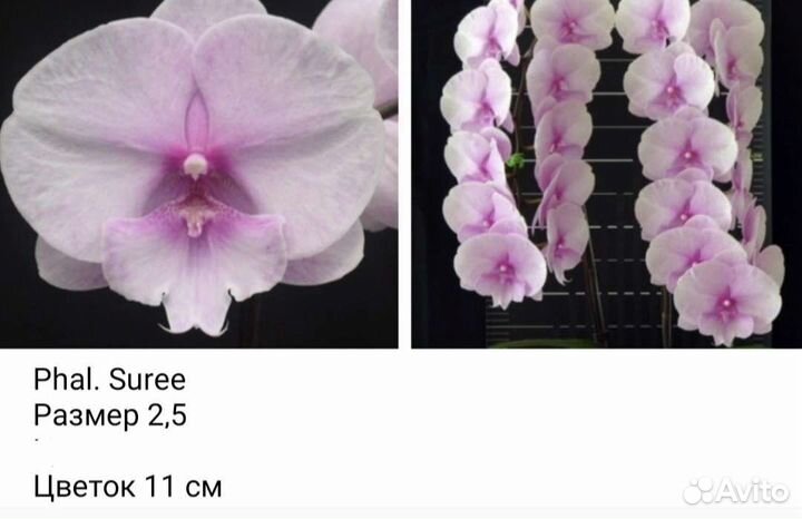 Орхидея Phal. Биг лип