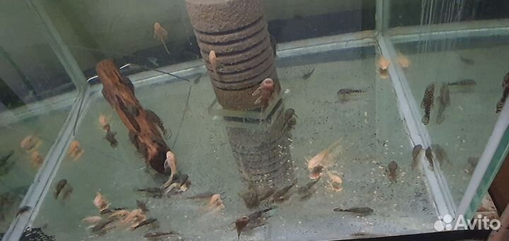 Анциструс,меченосец