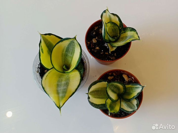 Сансевиерии сортовые