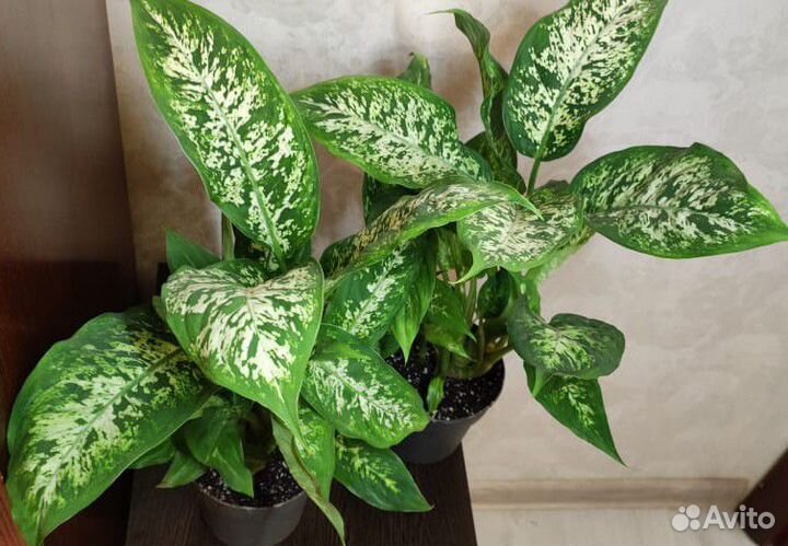 Диффенбахия