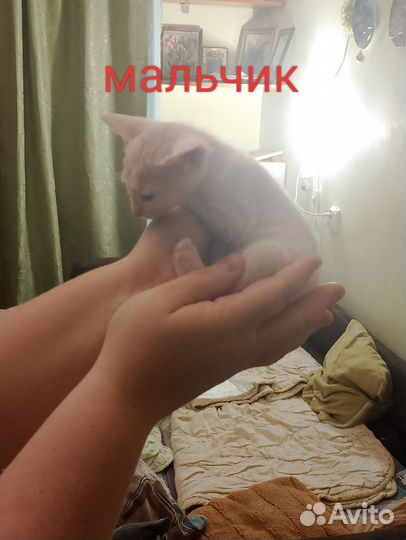 Донской сфинкс котята