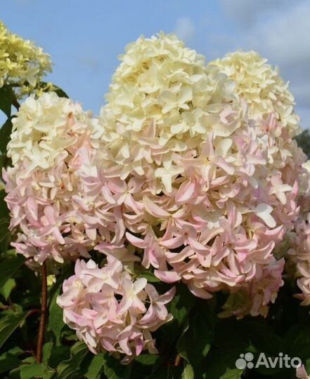 Гортензий метельчатые