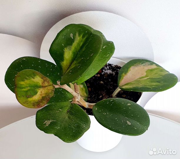 Хойи,дисхидия