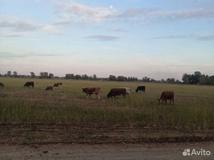 Телята бычки на откорм