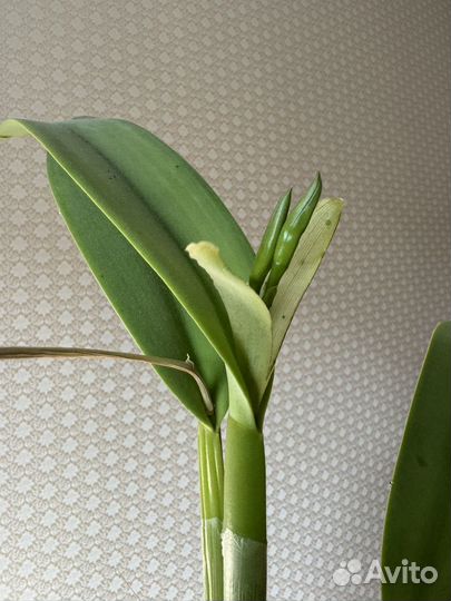 Орхидея каттлея