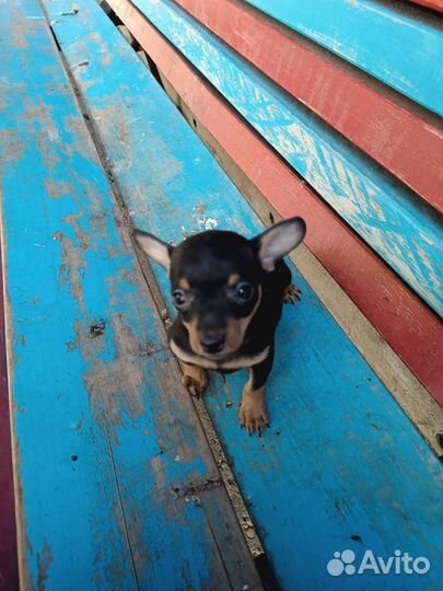 Той-терьер щенок