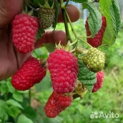 Саженцы малины