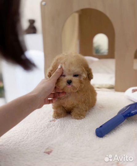 Кремовый Тедди пудель мальчик из Кореи