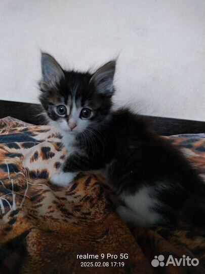 Курильский бобтейл