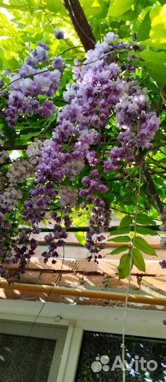 Мшанка ирландский мох и мискантус лисохвостый