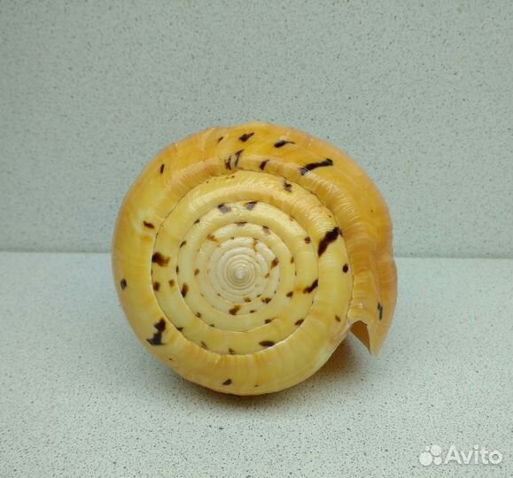 Конус Бетулинус 12,60 морская ракушка раковина