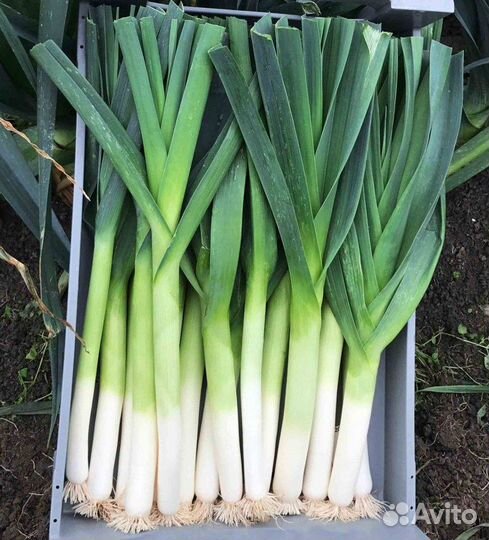 Лук порей(семена)